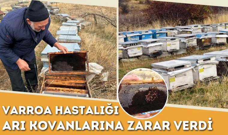 Varroa Hastalığı Arı Kovanlarına Zarar Verdi