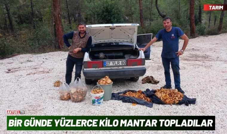 Bir Günde Yüzlerce Kilo Mantar Topladılar