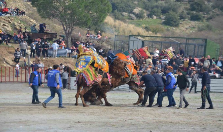 Deve Güreşi Heyecanı Başladı