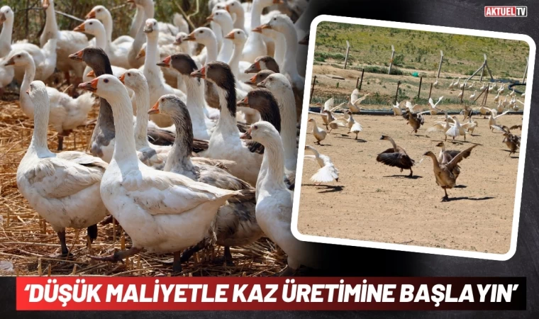 ‘Düşük Maliyetle Kaz Üretimine Başlayın’
