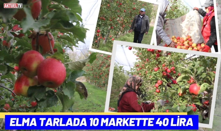 Elma Tarlada 10 Markette 40 Lira
