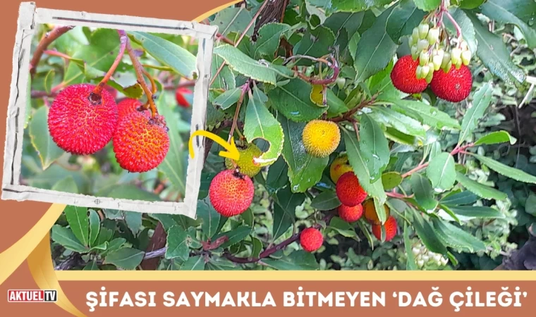 Şifası Saymakla Bitmeyen ‘Dağ Çileği’