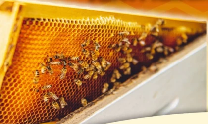 Türkiye’de ilk... Arı Pazarı Bursa Mustafakemalpaşa’ya açılıyor