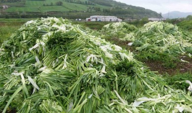 Üreticinin elinde kalan pırasalar boş alana atıldı