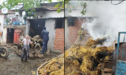 Balya’da Havyan Damı Yandı