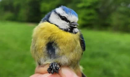 ’Kuş Halkalama İstasyonu’ kuruluyor