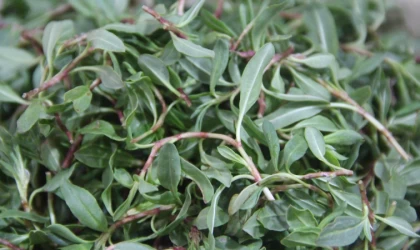 Yol kenarında yetişiyor, kanseri önlüyor