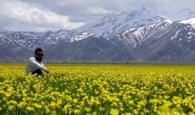 Yüksekova’nın ovası sarı çiçeklerle rengarenk oldu