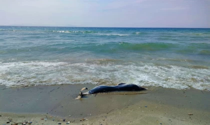 Yunuslar karaya vurdu