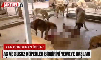 Aç ve Susuz Köpekler Birbirini Yemeye Başladı