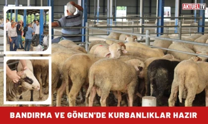 Bandırma ve Gönen'de Kurbanlıklar Hazır