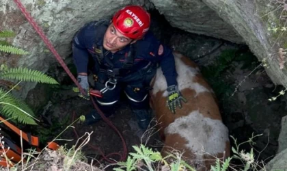 Kuyuya Düşen Büyükbaş Hayvan Kurtarıldı