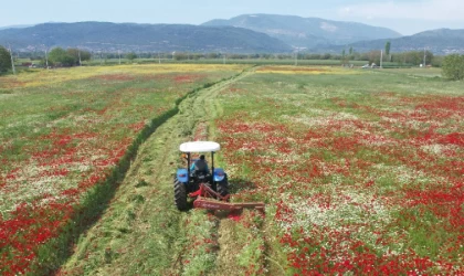 Üreticilere 4 bin 500 kaba yem balyası dağıtılacak