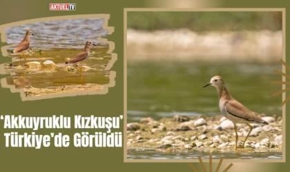 Türkiye’de ‘Akkuyruklu Kızkuşu’ Görüldü