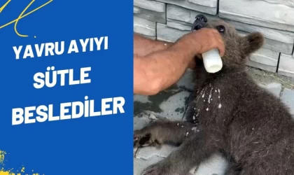 Bitkin Düşen Yavru Ayıyı Vatandaşlar Besledi