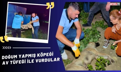 Doğum Yapmış Köpeği Av Tüfeği İle Vurdular