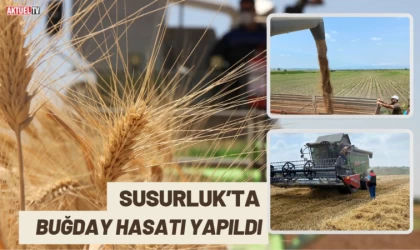 Susurluk’ta Buğday Hasatı Yapıldı