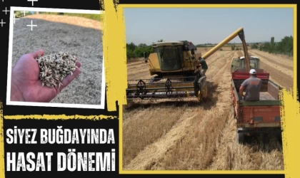 Buğdayın Atası ‘Siyez’in Hasadı Başladı