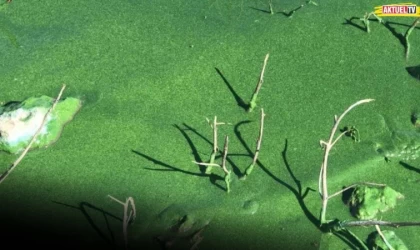 Doğal Yaşam Alanında 'Yaşam' Kalmadı