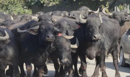 Üreticilere Damızlık Manda Boğası Desteği