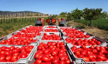 Salça İhracatındaki Kısıtlama Tedirgin Ediyor