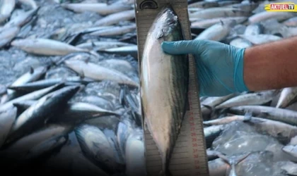 Sıcak Hava Vyrdu: Lüfer Ve Palamut Büyümedi