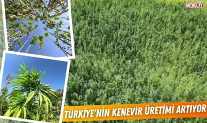 Türkiye'nin Kenevir Üretimi Artıyor