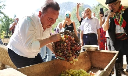 Gastronomi Festivali’nin İkinci Gününde Mor Üzüm Hasadı
