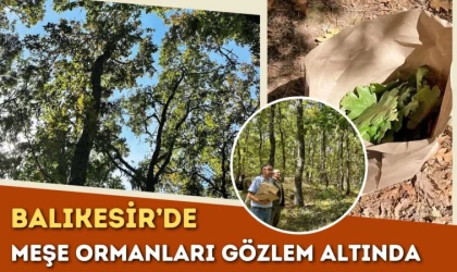 Balıkesir’de Meşe Ormanları Gözlem Altında