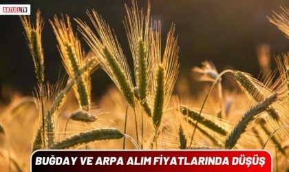 Buğday ve Arpa Alım Fiyatlarında Düşüş