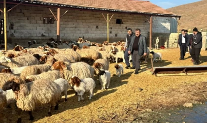 Depremden Etkilenen Yetiştiricilere 43 bin Küçükbaş Hayvan