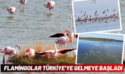 Flamingolar Türkiye’ye Gelmeye Başladı