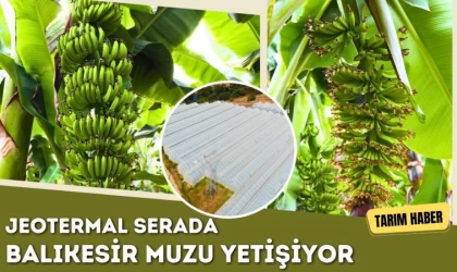 Jeotermal Serada Balıkesir Muzu Yetişiyor