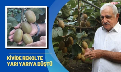 Kivide Rekolte Yarıya Düştü