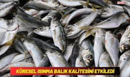 Küresel Isınma Balık Kalitesini Etkiledi
