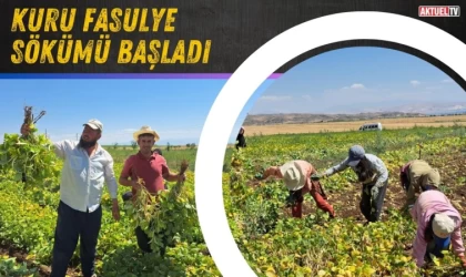 Kuru Fasulye Sökümü Başladı
