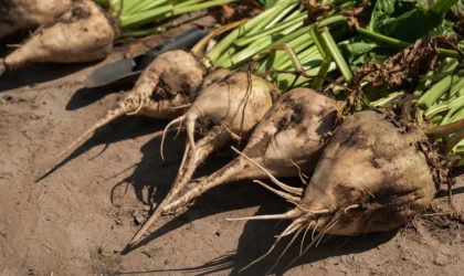 Şeker Pancarından Ekonomiye 2 Milyar 400 Milyon TL Katkı