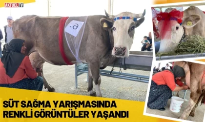 Süt Sağma Yarışmasında Renkli Görüntüler Yaşandı
