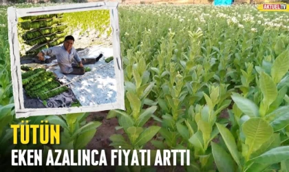 Tütün Eken Azaldı Fiyatı Arttı