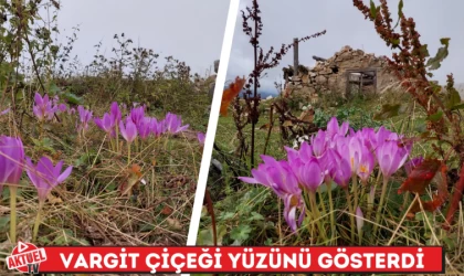 Vargit Çiçeği Yüzünü Gösterdi