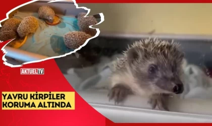 Yavru Kirpiler Koruma Altında