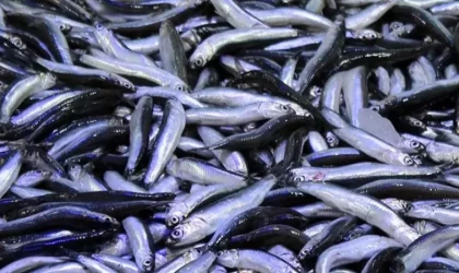 Balığa Kota Geliyor! Fiyatlar Dengelenecek