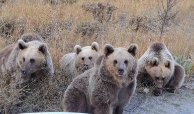Doğaseverlere Ayı Sürprizi