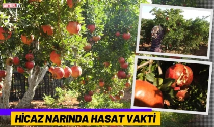 Hicaz Narında  Hasat Vakti