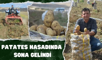 Patates Hasadında Sona Gelindi