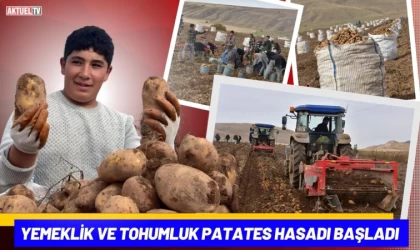 Yemeklik ve Tohumluk Patates Hasadı Başladı