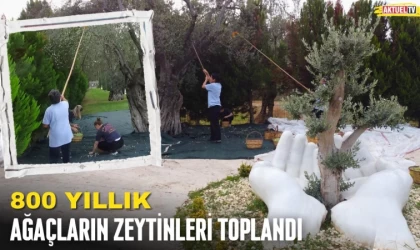800 Yıllık Ağaçların Zeytinleri Toplandı