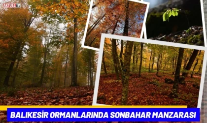 Balıkesir Ormanlarında Sonbahar Manzarası
