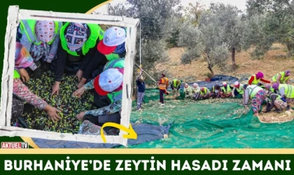 Burhaniye’de Zeytin Hasadı Zamanı