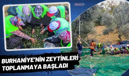 Burhaniye’nin Zeytinleri Toplanmaya Başladı